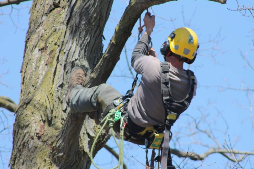 Benefits of hiring a professional and experienced arborist