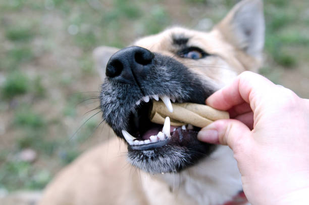 dental sticks for dogs